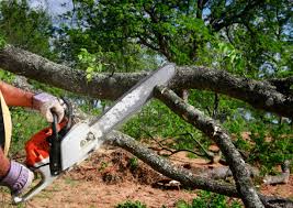 Best Tree Cabling and Bracing  in Elbow Lake, MN